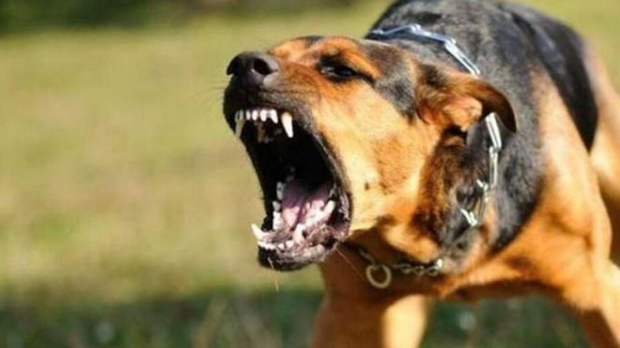 PHẪU THUẬT THÀNH CÔNG BỆNH NHÂN CÓ VẾT THƯƠNG PHỨC TẠP VÙNG CỔ DO CHÓ CẮN