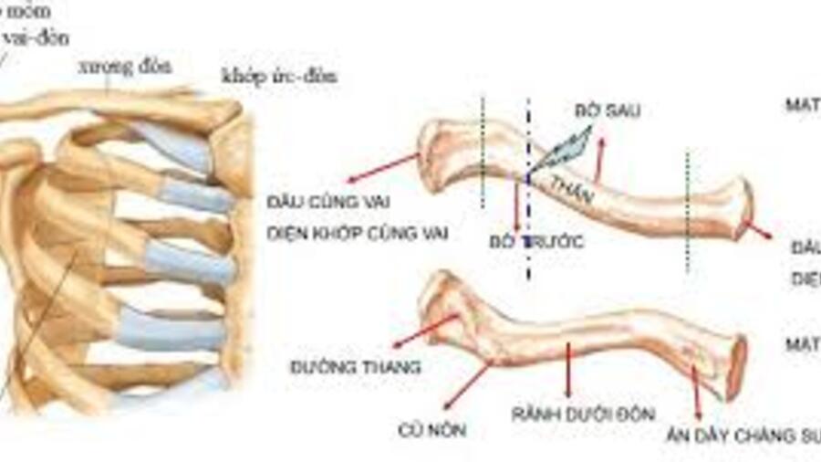 QUY TRÌNH KỸ THUẬT ĐIỀU TRỊ BẢO TỒN GẪY XƯƠNG ĐÒN