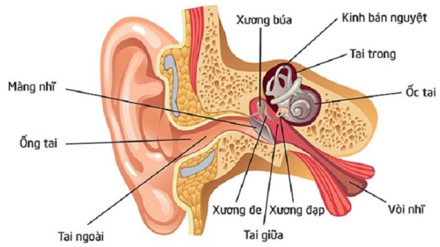 BƠM HƠI VÒI NHĨ